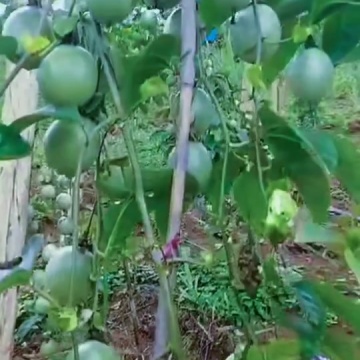 百香果种植技术