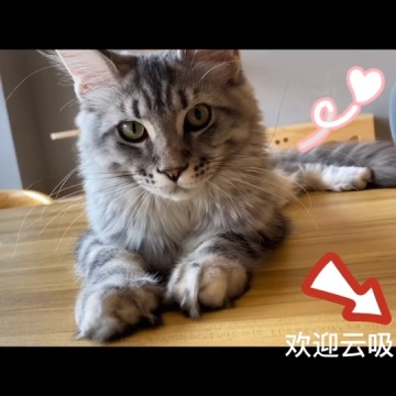 缅因猫日常