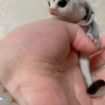 萌宠蜜袋鼯