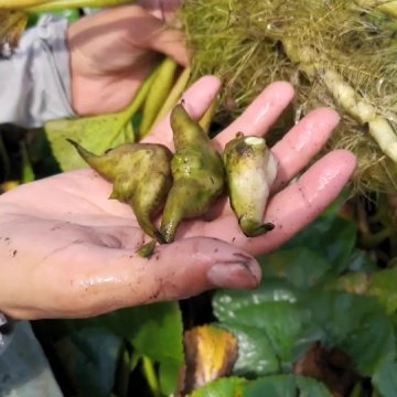 菱角