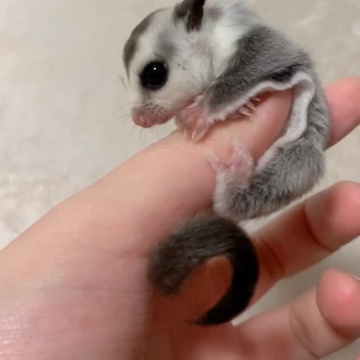 蜜袋鼯日常