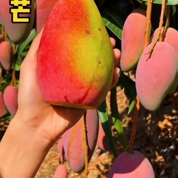 海南贵妃芒