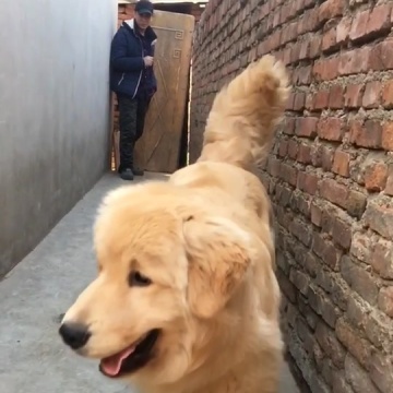 双血统金毛
