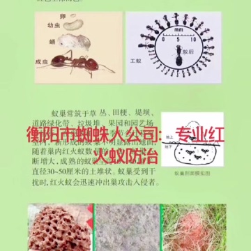 红火蚁防治