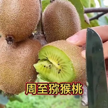 翠香猕猴桃