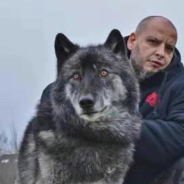 蓝湾牧羊犬