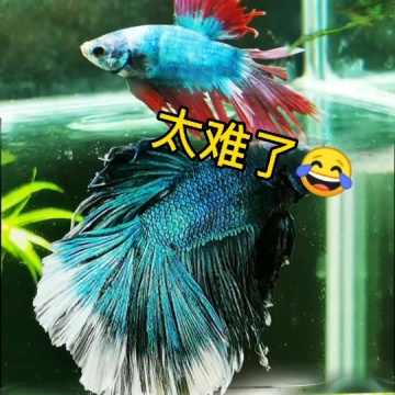 斗鱼