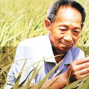 杂交水稻之父袁隆平
