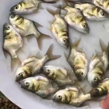 缩骨花鲢鱼苗