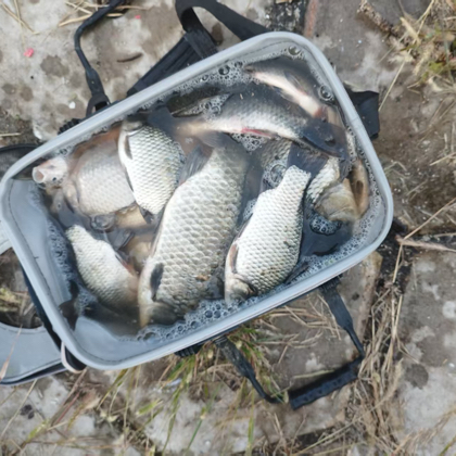 滠水河，长岭，王家河鲫鱼大师 群聊头像
