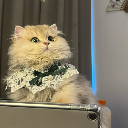 猫儿鉴定小窝 群聊头像