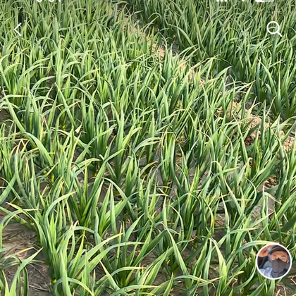超级大蒜 群聊头像