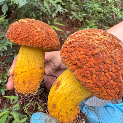 重庆打野群（捡蘑菇，挖野菜，草药） 群聊头像