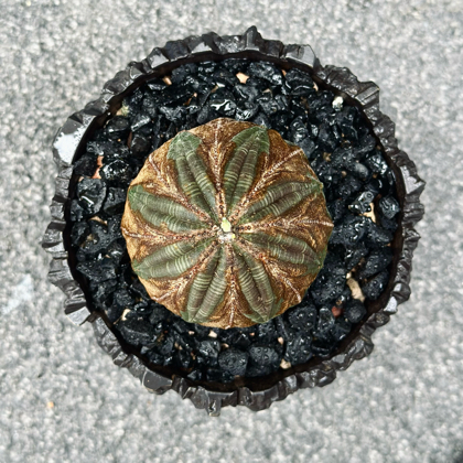 块根植物养护交流 群聊头像