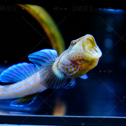 渌鳞原生群 群聊头像
