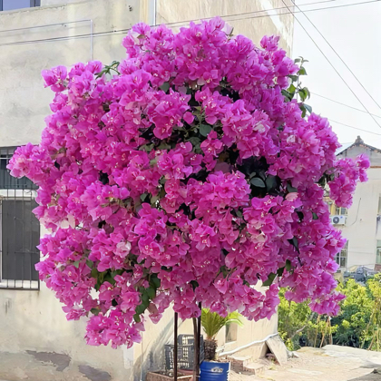 三角梅高压 群聊头像