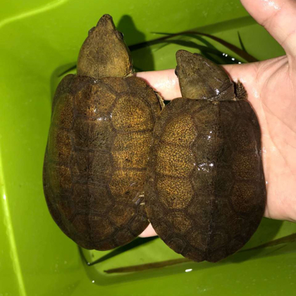 鹰嘴狂热爱好者 群聊头像
