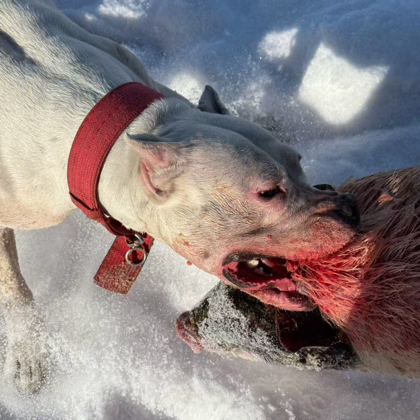 猛犬交流 群聊头像