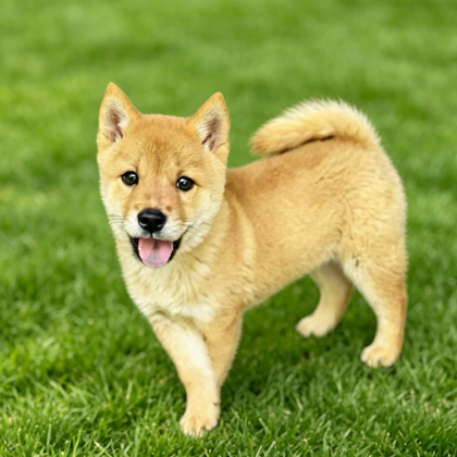 成都田园犬之家交流群 群聊头像