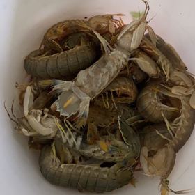 钓虾爬皮皮虾 群聊头像
