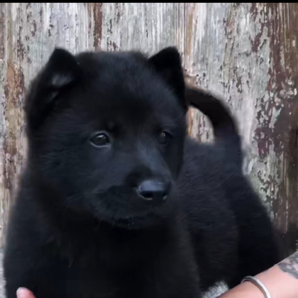 田园犬交流 群聊头像