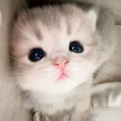 猫咪薄荷 群聊头像