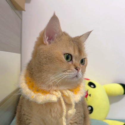 （🐱爱猫人士）铲屎官集合 群聊头像