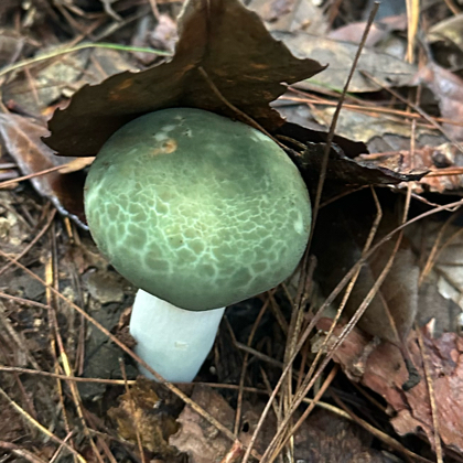 蒙自捡菌分享🍄🍄🍄 群聊头像