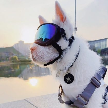 下司犬交流群 群聊头像