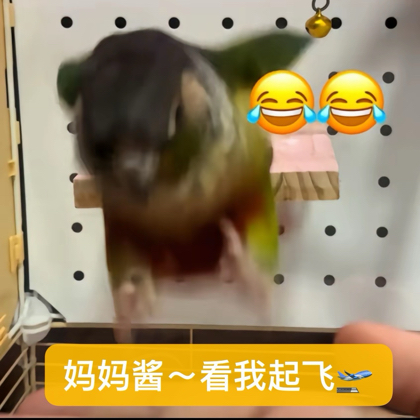 鹦鹉碎碎念 群聊头像