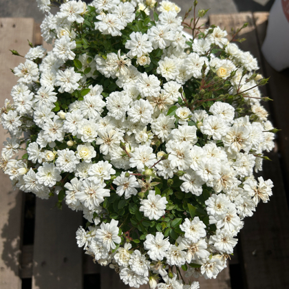 花友交流互换群 群聊头像