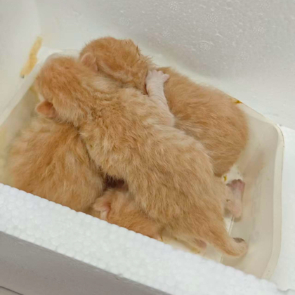 收养流浪猫 群聊头像