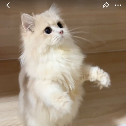 养猫知识分享群 群聊头像