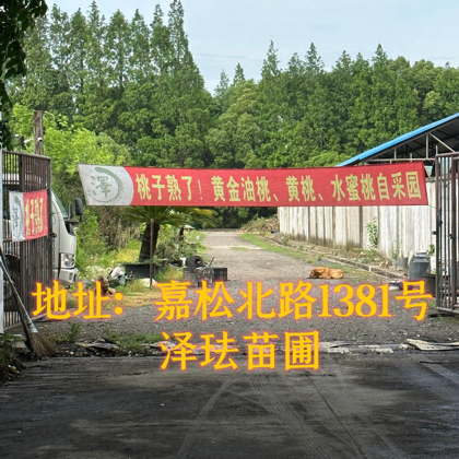 团桃群 群聊头像