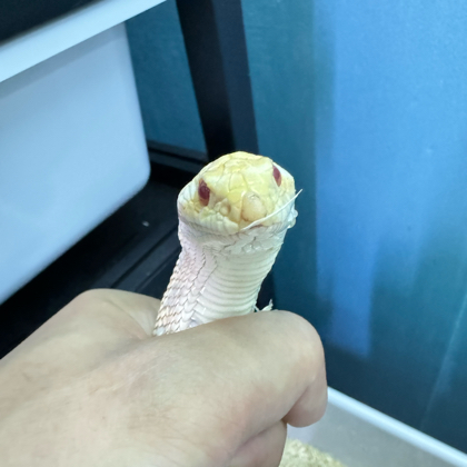 小蛇掉落3 群聊头像