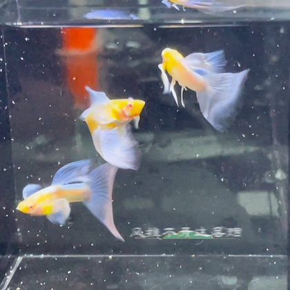 阿海孔雀鱼交流群 群聊头像