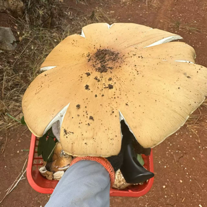 蒙自捡菌分享🍄🍄🍄 群聊头像