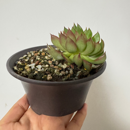 @芳芳粉丝群 群聊头像