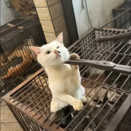 Adaaa救助的猫猫们 群聊头像