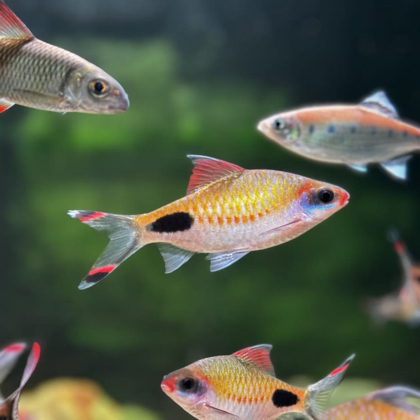 🐟友交流群 群聊头像