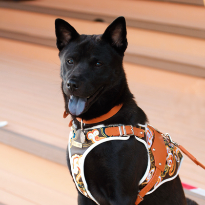 田园犬交流分享群 群聊头像