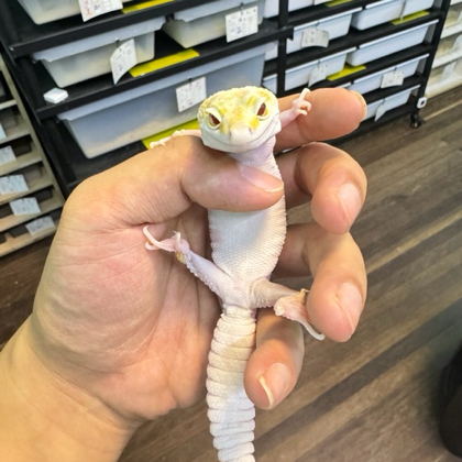 小🐍掉落2 群聊头像