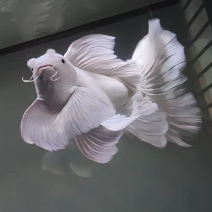 蝴蝶鲤交流 群聊头像