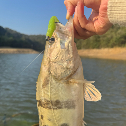 晶晶鱼铺222 群聊头像