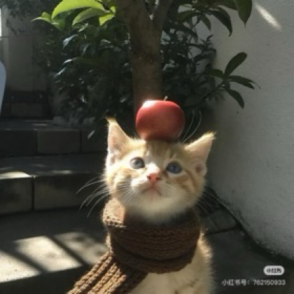 小狼小窝2️⃣ 群聊头像