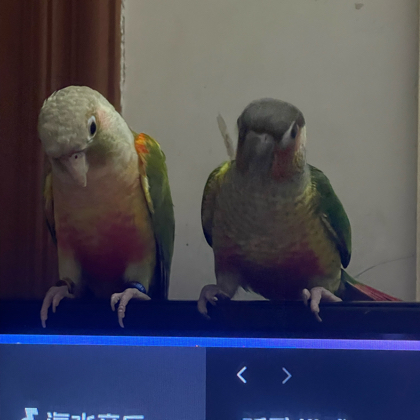 bb🐦交流群 群聊头像