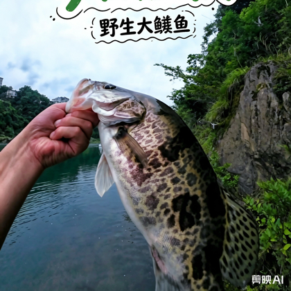 小珂路亚标点分享 群聊头像