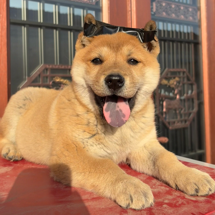 田园犬来财后勤部 群聊头像