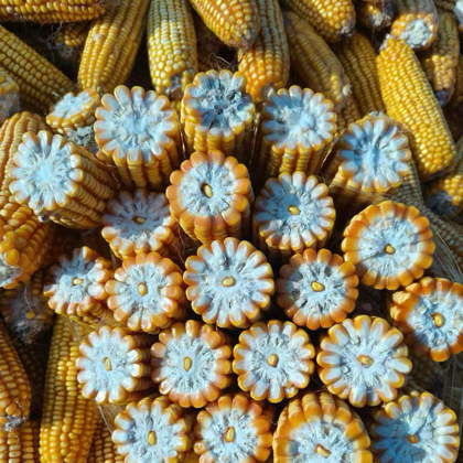 旭哥 粮食交流群 群聊头像