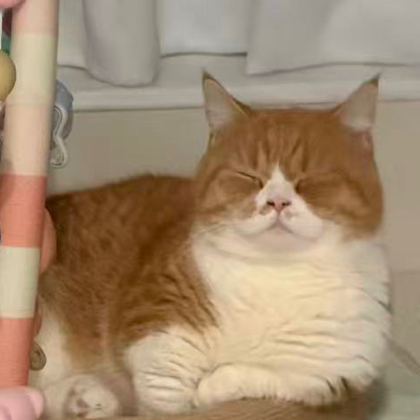 猫猫群2⃣️ 群聊头像